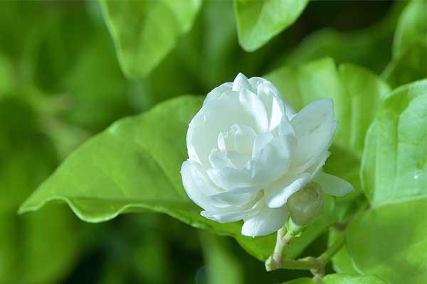 什么茉莉花茶好（什么茉莉花茶最香最好喝）